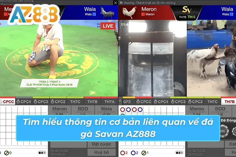 Đá Gà Savan AZ888 - Loại Hình Đặc Biệt Thu Hút Mọi Ánh Mắt 2 Vài nét cơ bản về đá gà Savan AZ888