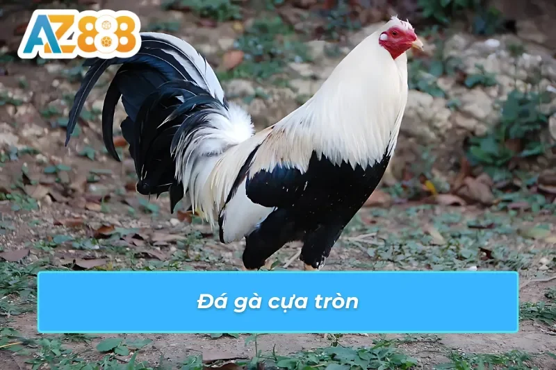 Đá Gà Thomo AZ888: Lựa Chọn Tiềm Năng Cho Dành Mọi Cược Thủ 4 Đá gà Thomo AZ888 đầy kích thích với cựa tròn