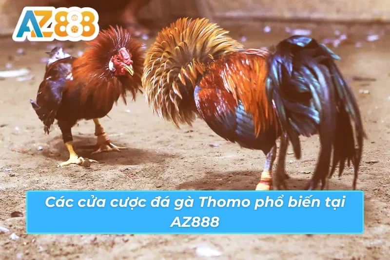 Đá Gà Thomo AZ888: Lựa Chọn Tiềm Năng Cho Dành Mọi Cược Thủ 5 Đá gà Thomo AZ888 và ba cửa cược chính